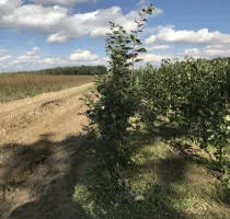 Puuviljapuude puukool õunapuud pirnipuud ploomipuud kirsipuud maguskirsipuud, aprikoosipuud, virsikupuud 14